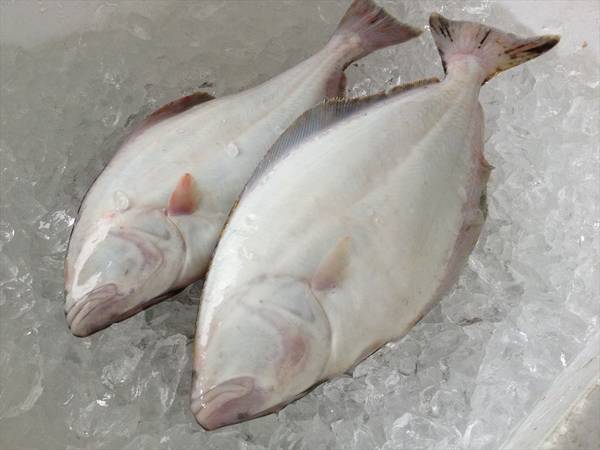オヒョウカレイ 1kg前後 活〆 生 オヒョウカレイ 1kg前後 活〆 生